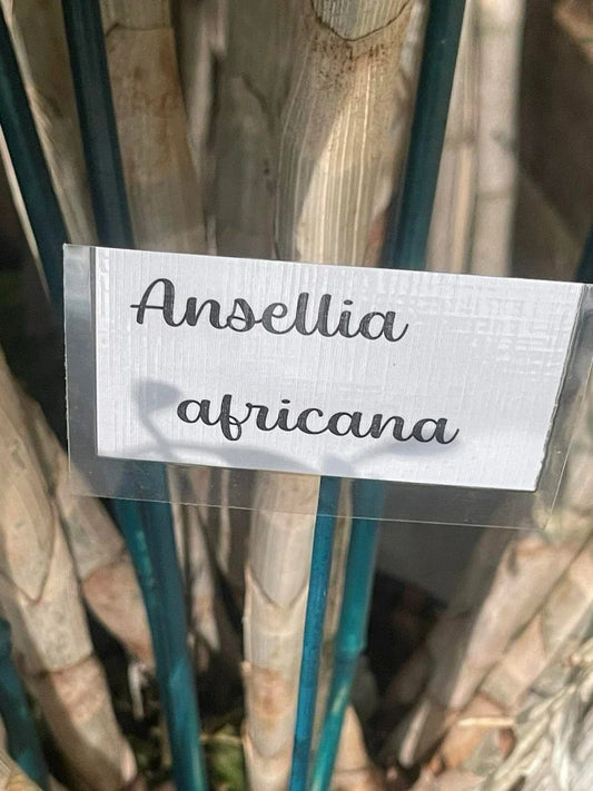 Orchid Cuttings 5 Pack Ansellia Africana for Propagation - Live Plant Cuttings for Home Gardening