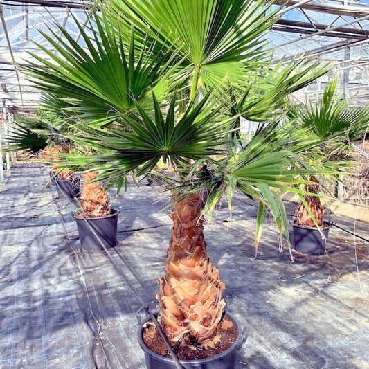 Mexican Fan Palm Tree Seeds - 10 Pack, Tropical Exotic, Cold Hardy, Washingtonia robusta, Landscaping, Garden, Container