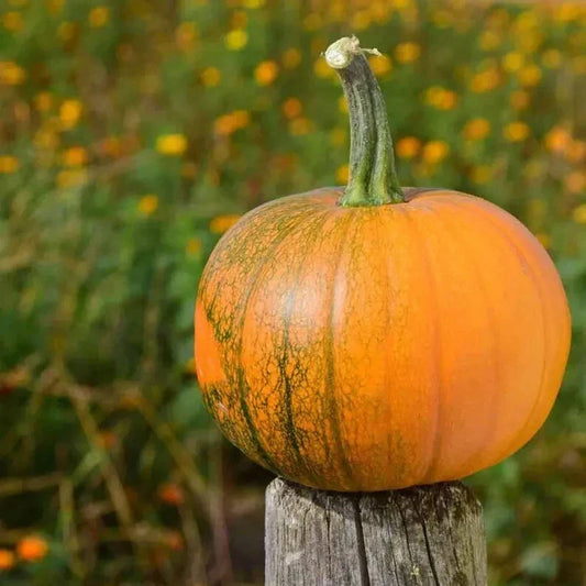 Organic Sugar Pie Pumpkin Seeds - Heirloom Cucurbita pepo, 10 Pack, USA Grown, Non-GMO, Perfect for Baking & Fall Decorations