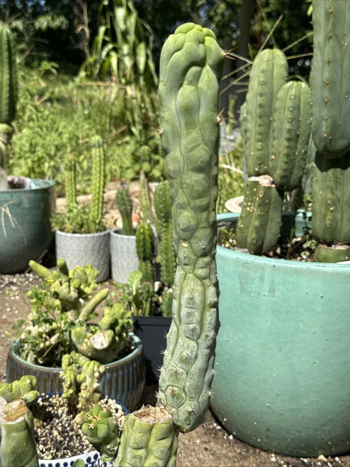 Echinopsis Bruce’s Dragon Cutting - 11” Pup - Unique Spiky Cactus for Indoor Outdoor Gardens - Echinopsis
