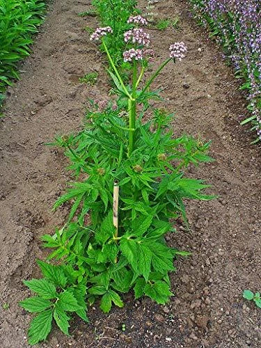 Live Valerian Plant Potted Herb Valeriana officinalis Perennial Garden Plant for Medicinal Use