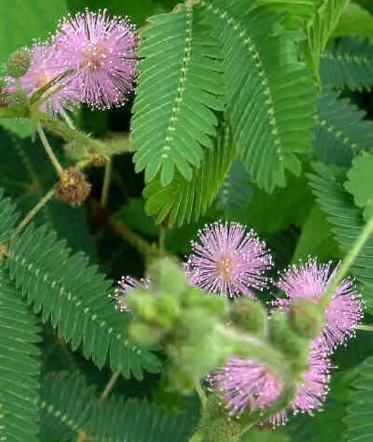 Mimosa Sensitive Plant Seeds 50 Ct Touch Me Not Mimosa Pudica Pink Flowers Indoor Outdoor Gardening