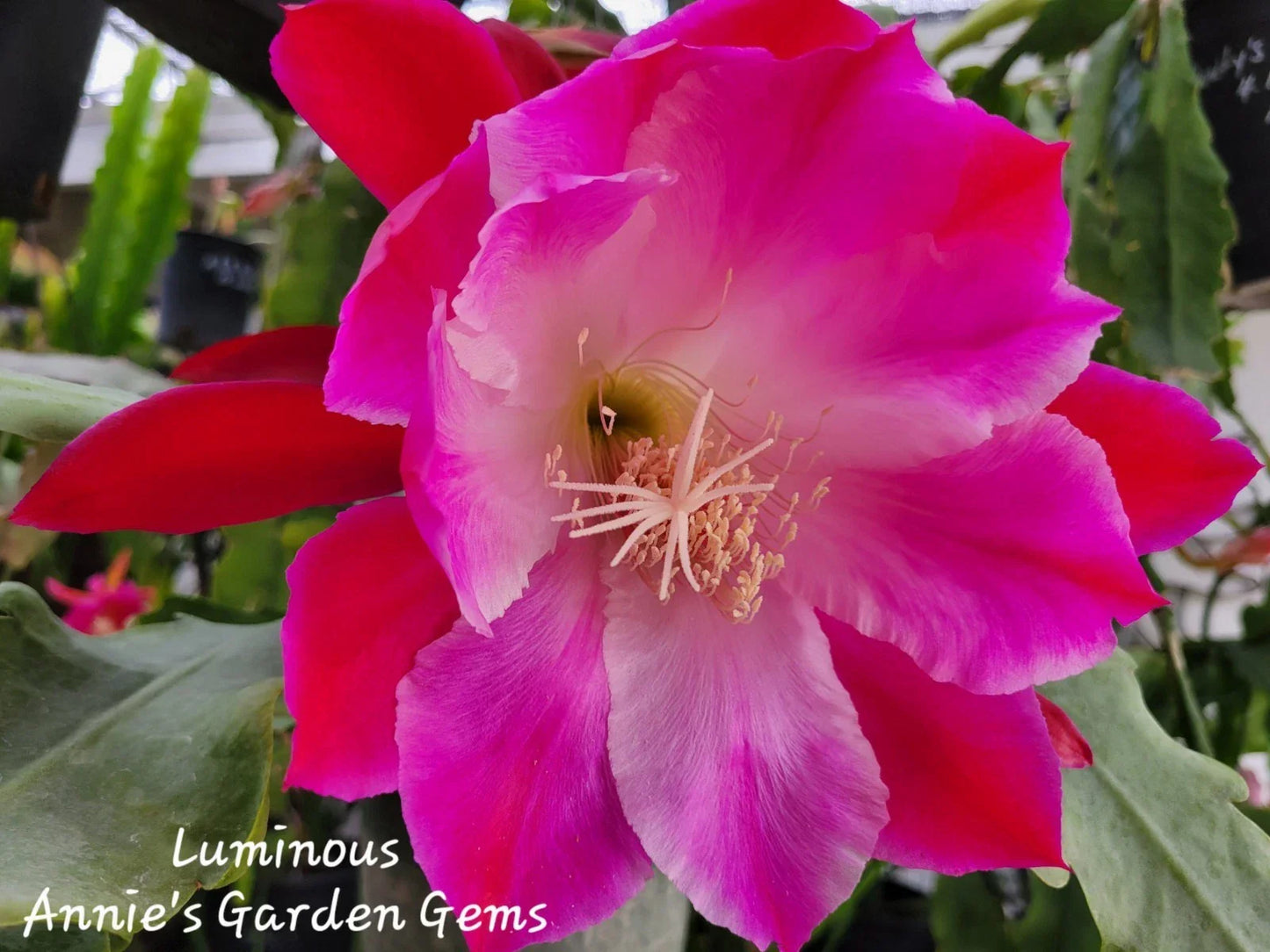 Epiphyllum Luminous Orchid Cactus 4-Inch Pot with Large Flowers, Epiphyllum oxypetalum, Indoor Tropical Cactus Plant