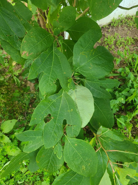 Organic Sassafras Trees - Bare Root 5-11 Inches - Sassafras albidum - Fresh Dug Plants for Landscaping and Garden
