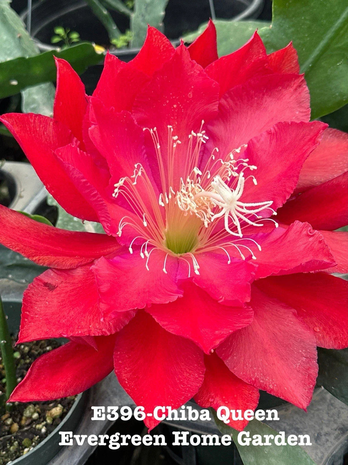Epiphyllum Orchid Cactus “Chiba Queen” 4-Inch Starter Pot | Rooted Tropical Succulent Houseplant | Vibrant Blooms