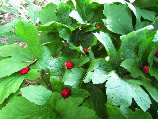 Golden Seal Roots 20 Pack Hydrastis canadensis Medicinal Herb for Herbal Remedies and Natural Health