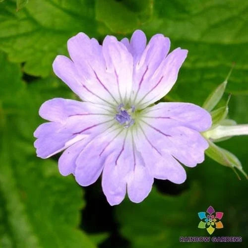 Hexham Lace Geranium Seeds - 25+ Pack for Garden Planting - Pelargonium 'Lace' - Easy to Grow, Vibrant Foliage & Blooms
