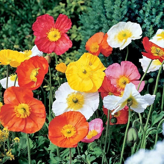 Organic Poppy Seeds Mix - 200 Non-GMO, Heirloom, Annual Flower Seeds for Garden, Pollinator Attracting, Papaver spp.
