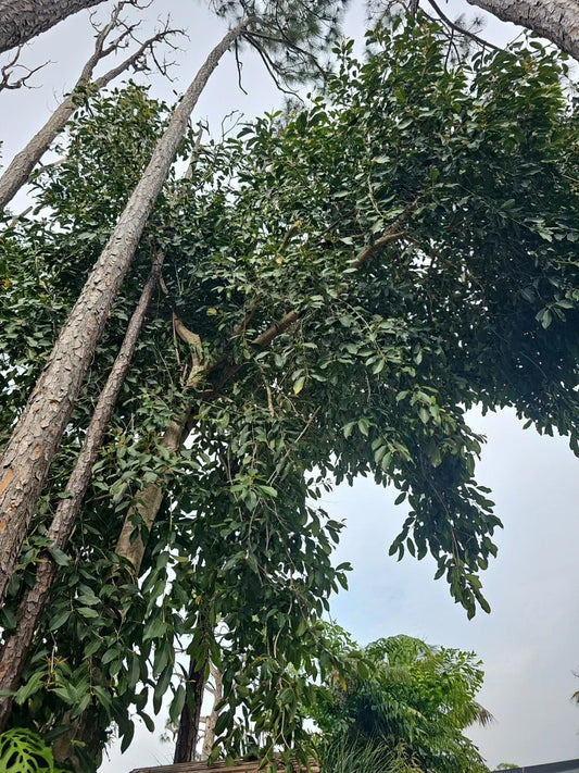 Jamun Jambhul Fruit Tree Cuttings - Syzygium cumini - Indian Wax Apple - Java Plum - 3 Premium Planting Cuttings