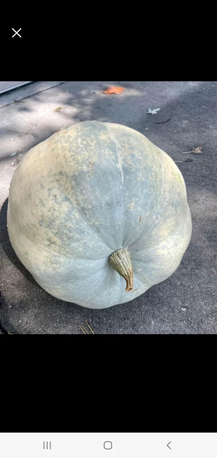 Seafoam Blue Giant Pumpkin Seeds – Organic, Non-GMO, 10 Seeds, Cucurbita pepo, Full Sun, USA Grown