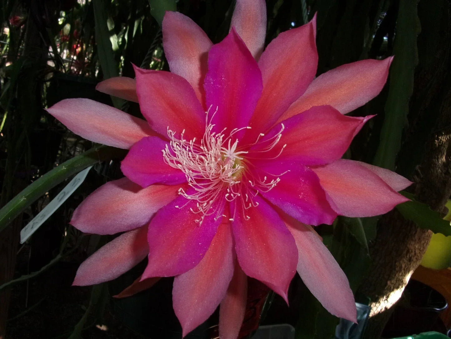 Epiphyllum Orchid Cactus Cutting - Royal Rose Variety - Fragrant White Flowers - Epiphyllum oxypetalum Indoor Plant