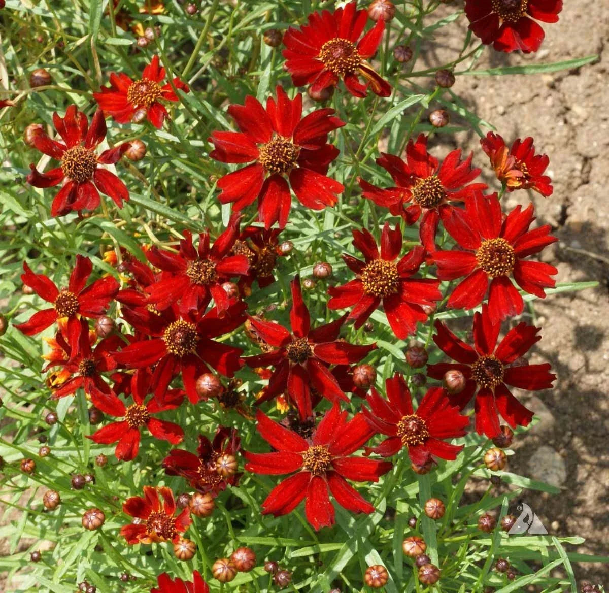 Coreopsis Seeds - Dwarf Red Plains 12-15" - Butterfly Garden, Fall Blooms, Non-GMO, Coreopsis tinctoria, Pollinator Attracting
