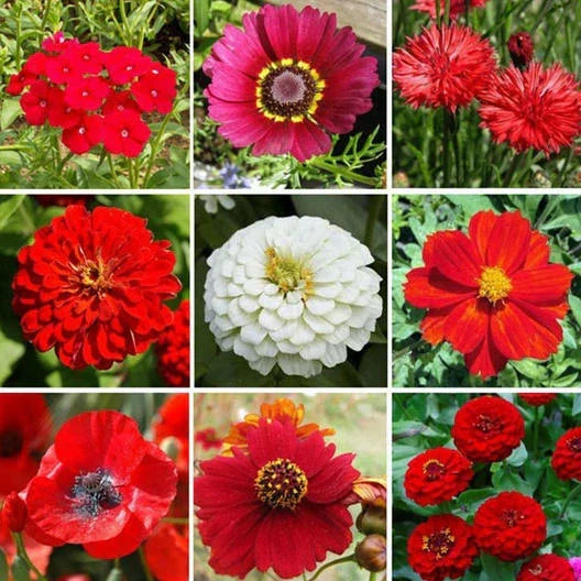 Wildflower Mix 1000 Seeds - Big Red Heirloom Flowers for Hummingbirds & Bees, Non-GMO, Native Pollinator Garden Seed Pack