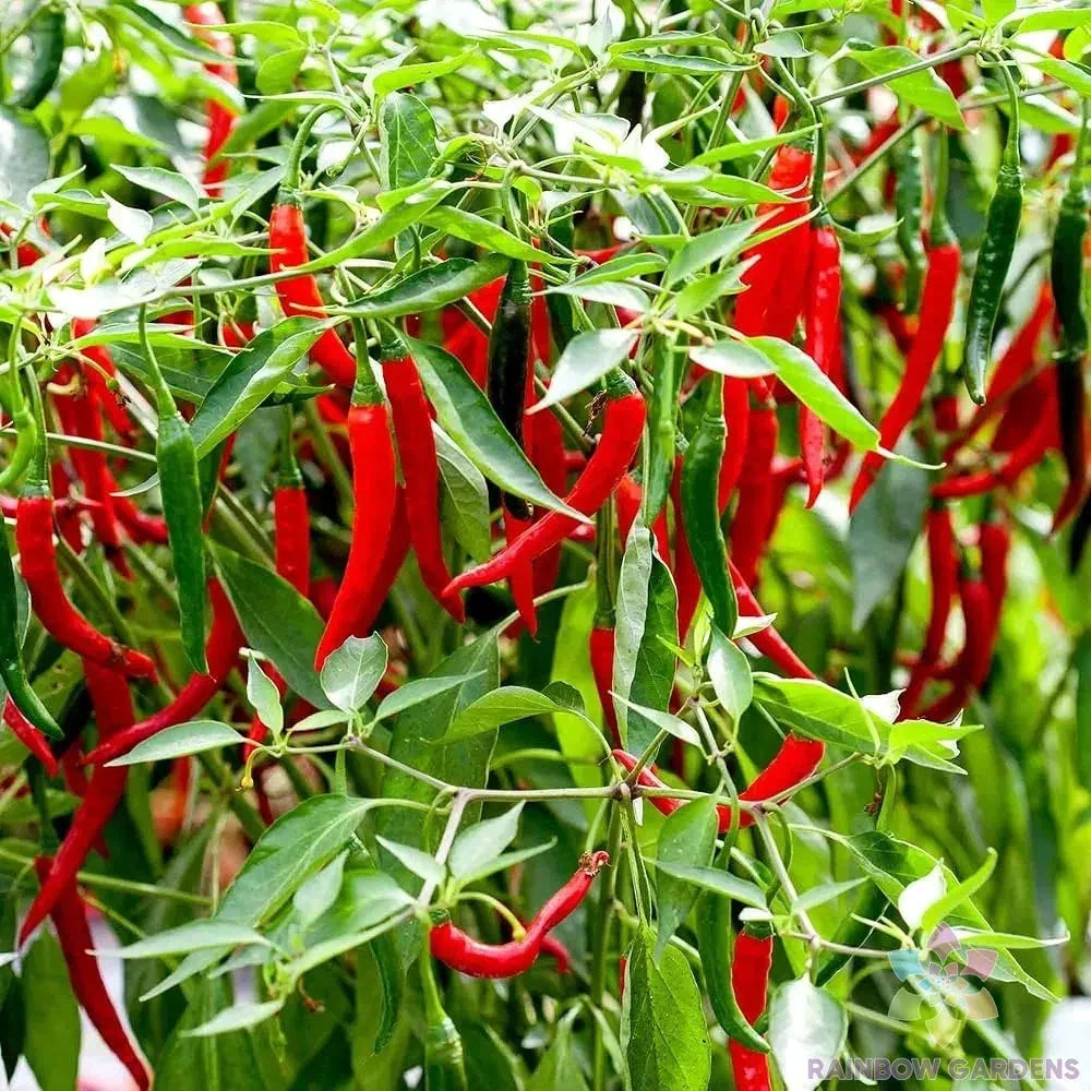 Skyline Red Hot Pepper Seeds - Pack of 25+ Capsicum annuum for Spicy Garden Plants, Home Gardening, Container Growing