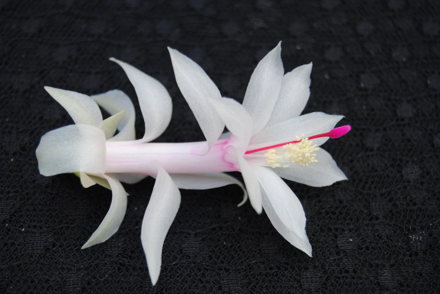 Christmas Cactus Starter Plant - 4-Inch Livia Variety Schlumbergera Truncata Indoor Houseplant Gift