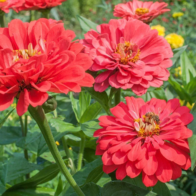 Benary Giant Coral Zinnia Seeds - 100+ Zinnia elegans for Garden, Bright Summer Blooms, Butterfly Attractant, Full Sun, Easy to Grow