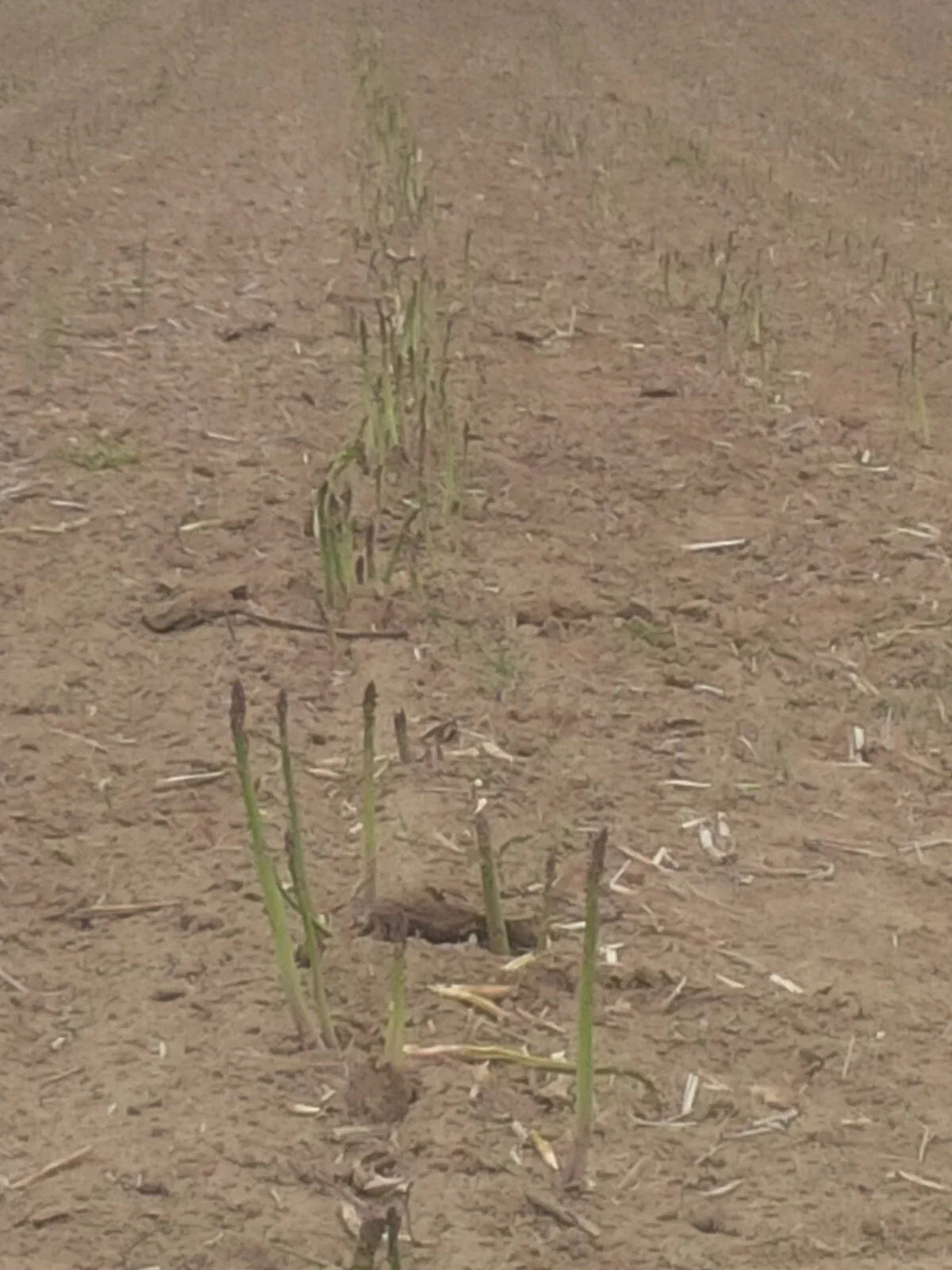 Jersey Giant Asparagus Bare Root Plants - 1-Year Crowns - Asparagus officinalis - Tall, Robust Spear Plants for Home Garden & Farming