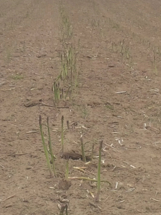Jersey Giant Asparagus Bare Root Plants - 1-Year Crowns - Asparagus officinalis - Tall, Robust Spear Plants for Home Garden & Farming