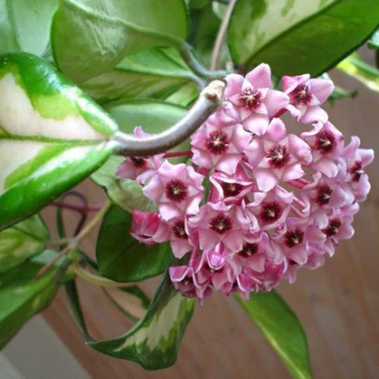 Hoya Carnosa Wax Plant - Rooted Start with Variegated Cream & Green Leaves - Hoya carnosa 'Rubra' Indoor Plant