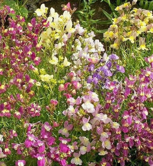 Northern Lights Snapdragon Seeds Mix - 10,000+ Colorful Antirrhinum majus Garden Seeds for Borders & Containers