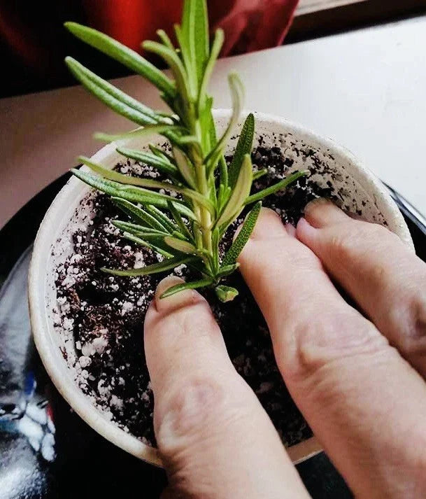 Rosemary Clippings – 10 Fresh Cuttings – Aromatic Culinary Herb – Rosmarinus officinalis – Herb Garden Planting Supplies