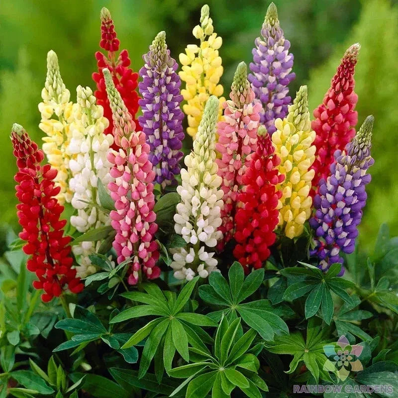 Gallery Mix Lupine Seeds - 25+ Pack, Colorful Perennial Flowers, Lupinus polyphyllus, Easy to Grow, Attracts Pollinators, Non-GMO, Free Shipping