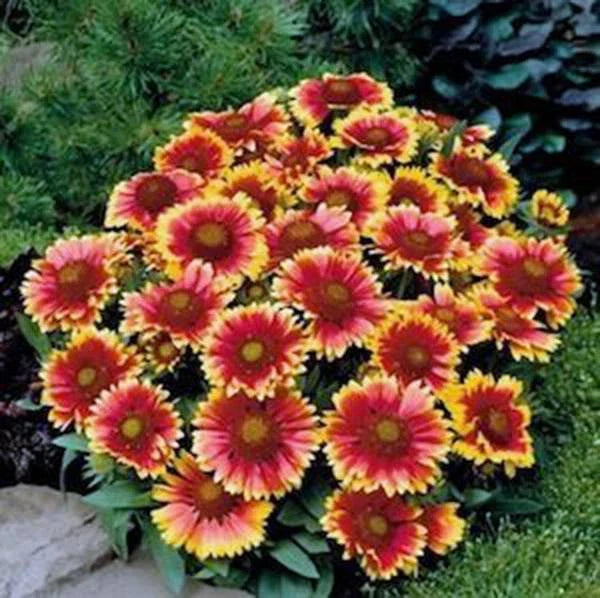 Gaillardia Seeds 100 Pack | Arizona Sun Gaillardia pulchella Bright Red Yellow Flowers for Garden & Cut Flowers