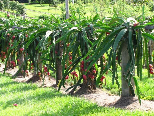 Organic Dragon Fruit Cutting 6+ Inches White Pitaya Hylocereus undatus, Exotic Fruit Plant for Garden or Indoor Growing