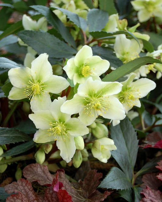 Hellebore Perennial Plant in 5.25" Pot – Honeyhill Joy Lenten Rose (Helleborus orientalis) – Early Spring Blooms