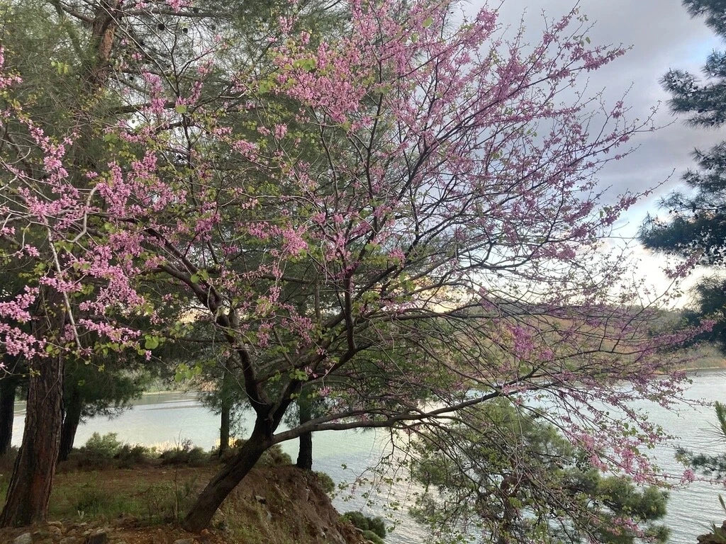 Pink Judas Tree Seeds - Cercis Siliquastrum Flowering Tree Seeds for Garden, Landscape, Ornamental Planting, Pack of Seeds