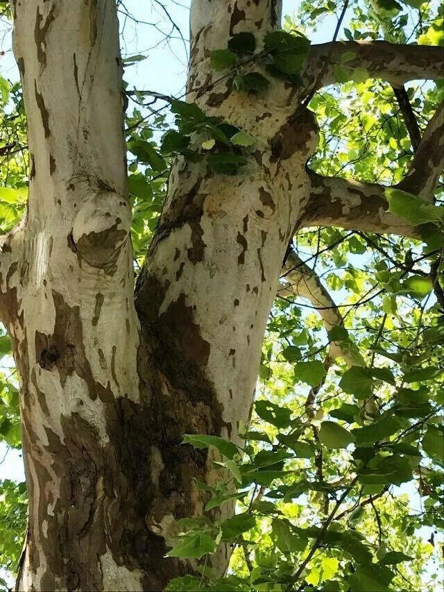 American Sycamore Tree Seeds Pack of 50+ | Platanus occidentalis | Buttonwood Variety for Large Shade & Wildlife