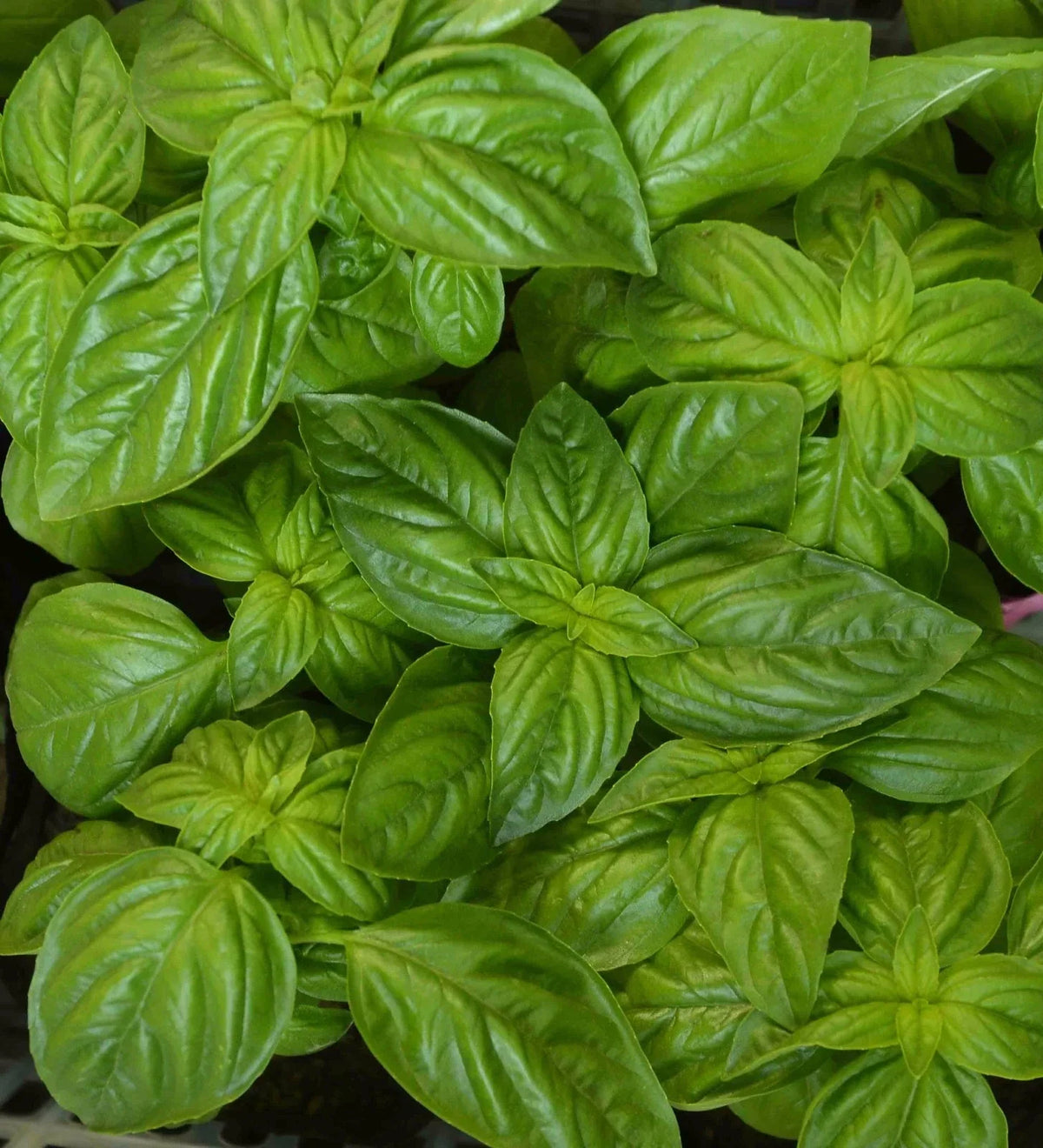 Genovese Basil Herb Seeds, Heirloom NON-GMO, Various Sizes, Ocimum basilicum - Perfect for Culinary Gardens