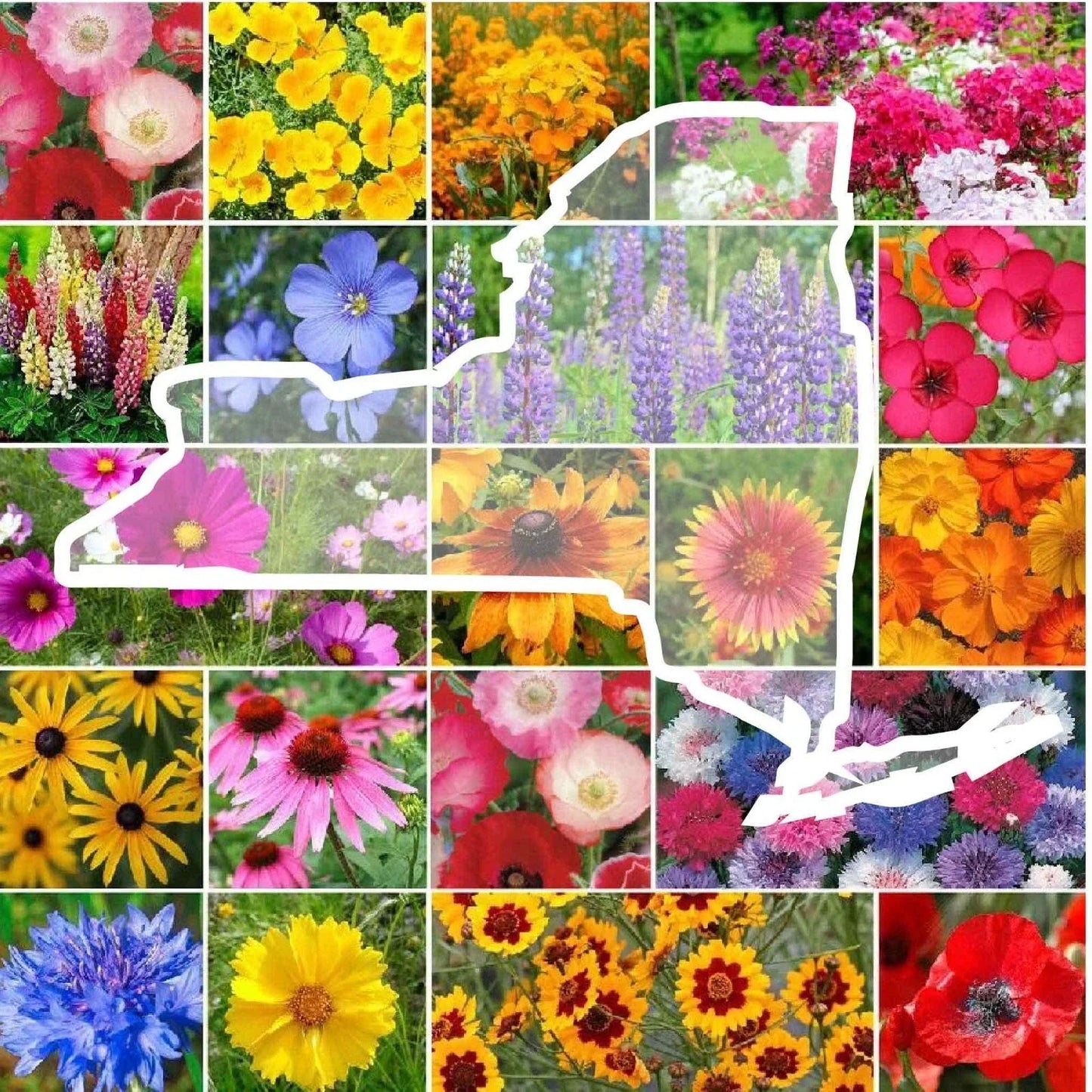 Wildflower Seed Mix - 1000 Non-GMO Perennial & Annual Seeds - New York State Native Flowers for Pollinators