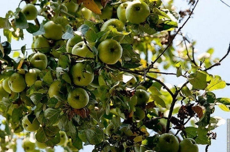 Cold Climate Apple Tree Bare Root or Potted – Zone 3 Hardy Malus domestica High Yield Fruit Tree
