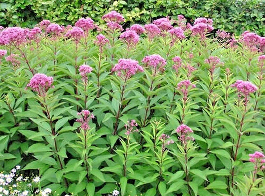 Joe Pye Weed Seeds - Native Wildflower, Eupatorium fistulosum, Pink to Purple, Summer Bloom, Heat & Cold Tolerant, 201+ Seeds