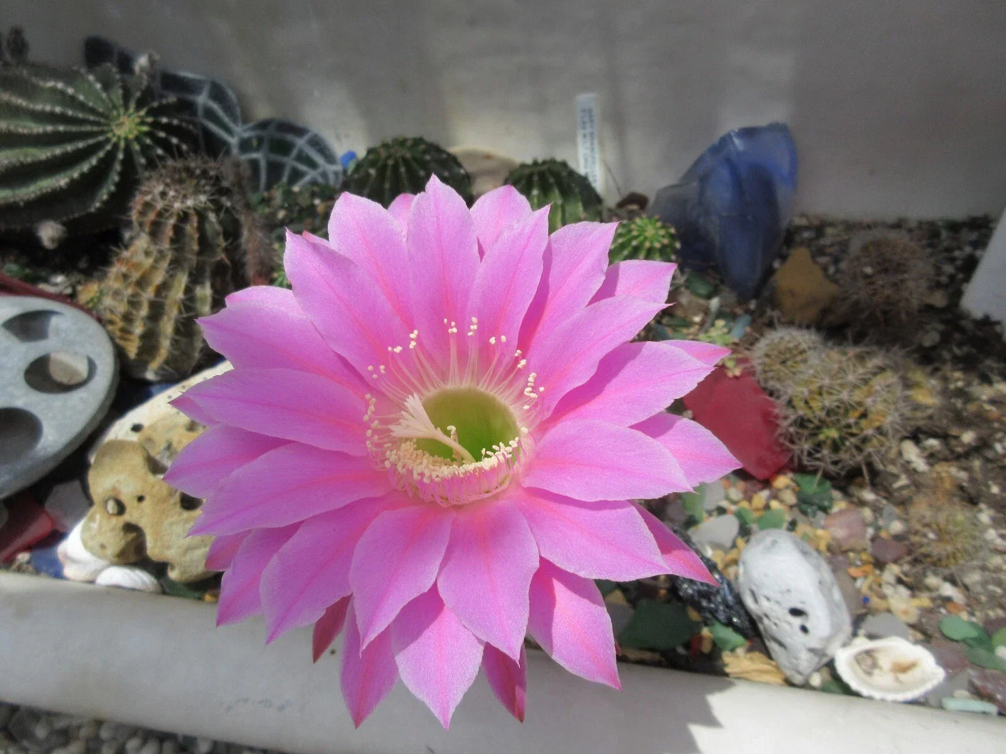 Echinopsis 'Gary Brandfeller' Lavender Cactus 5-Inch Potted Succulent with Pup, Drought-Tolerant Indoor Plant