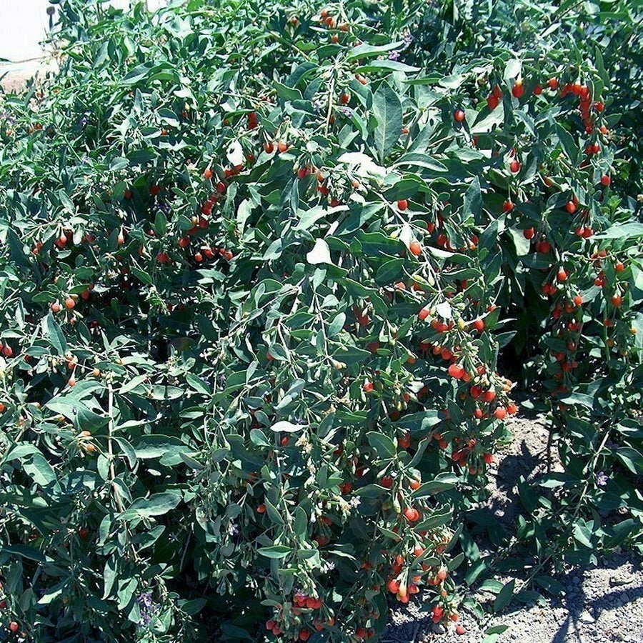 Goji Berry Cuttings - 20 Pack, Lycium barbarum, Fresh Planting Material for Berries & Flowers