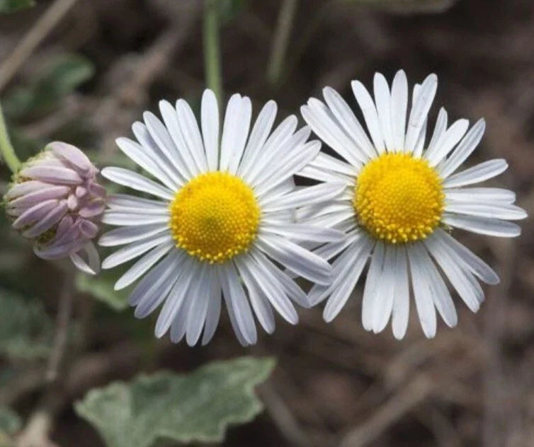 Plains Lazy Daisy Seeds, 100+ Organic Heirloom Doze-Daisy, Erigeron strigosus, Flower Seeds for Garden, Pollinator Attracting, Non-GMO