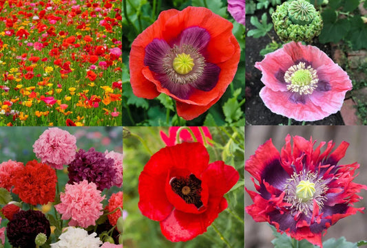 Landscaper's Pack Poppy Seeds - Breadseed Papaver somniferum, Non-GMO, 5000 Seeds for Garden Borders & Wildflower Displays