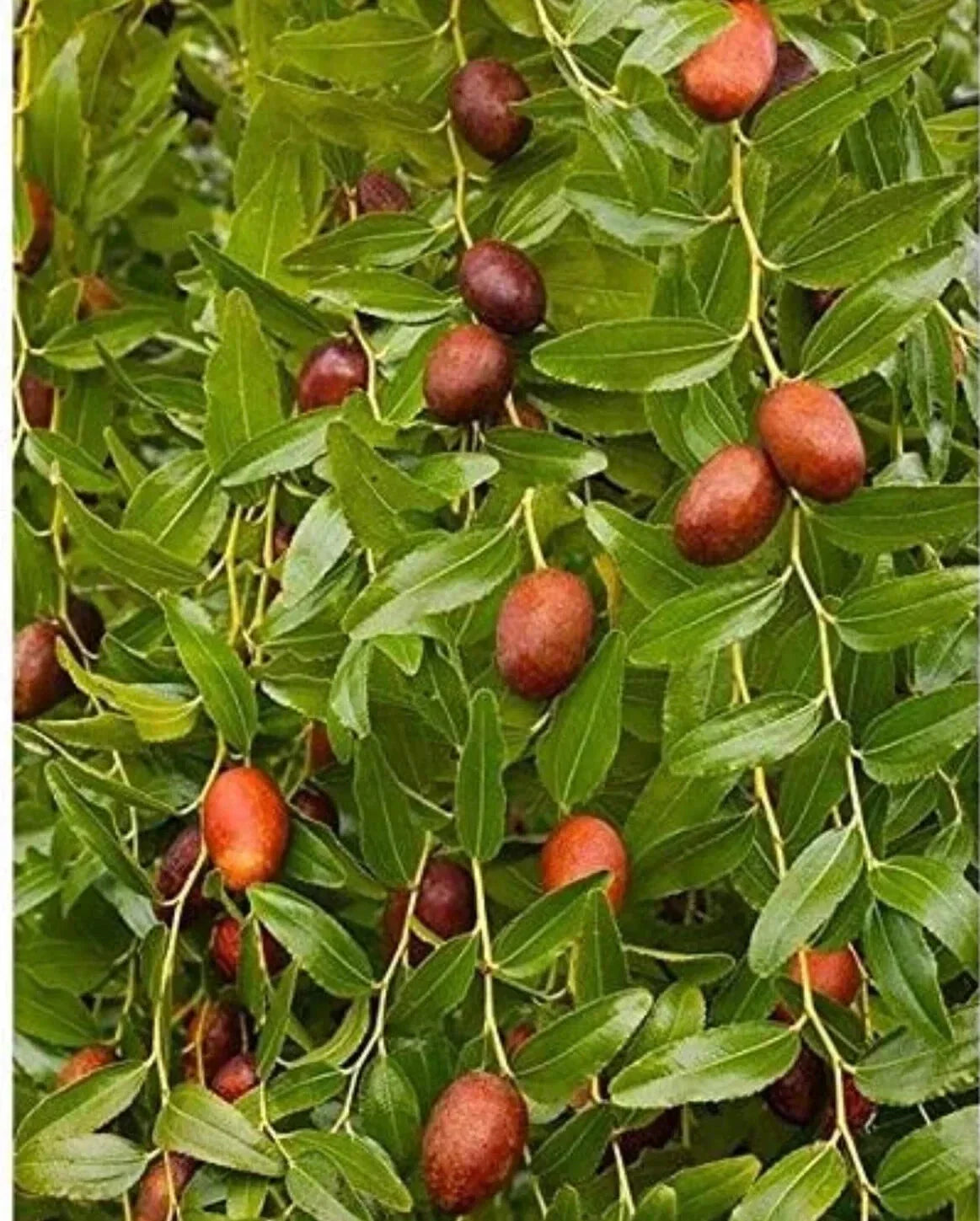 Bare Root Chinese Jujube Tree Honey Jar Ziziphus jujuba 4ft Tall Fruit Tree for Garden or Orchard