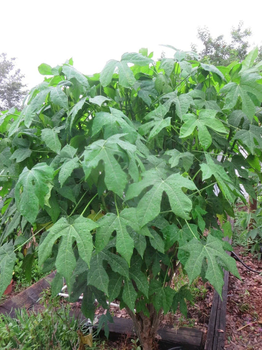 Organic Chaya Cuttings - Spineless Mansa Maya Spinach Tree - 5 Healthy Plants for Edible Gardens - Perennial Leafy Green, Botanical Name: Cnidoscolus aconitifolius