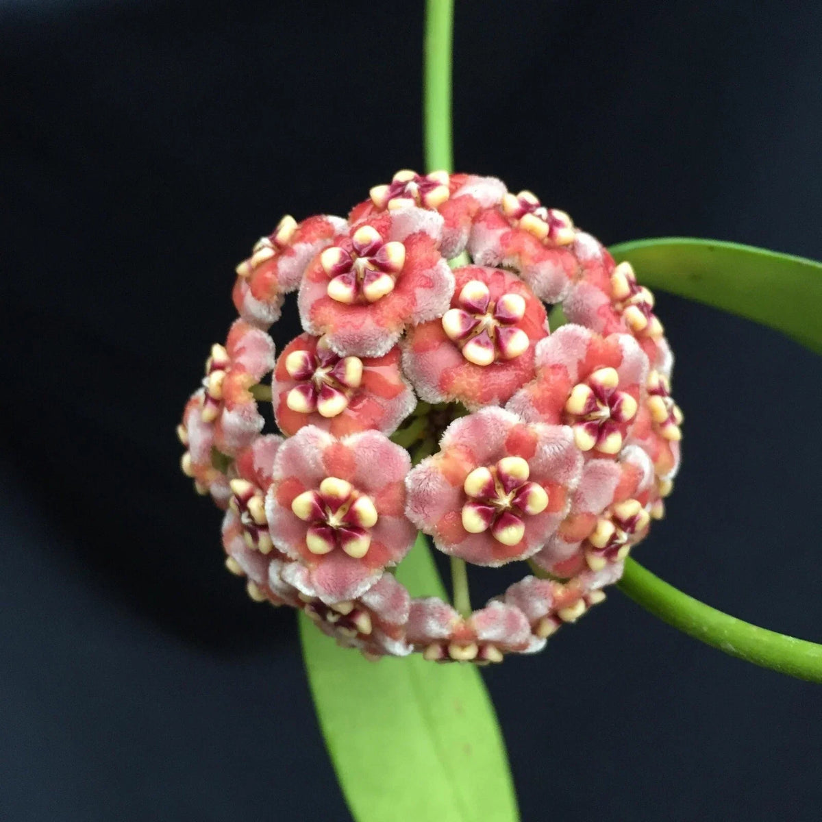 Rare Hoya Meliflua Rooted Plant 2.5" Pot - Unique Indoor Climbing Plant, Fragrant Flowers, Hoya meliflua