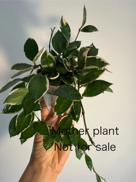 Hoya Lacunosa Asami Cutting – Unrooted One Node with Outer Variegation – Rare Indoor Plant for Propagation, Houseplant, Foliage, Botanical