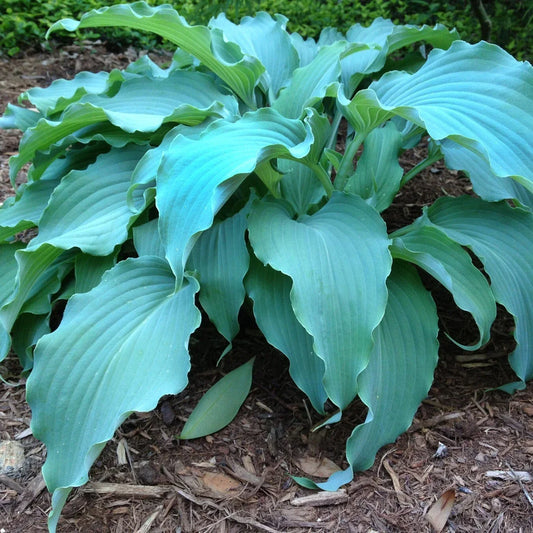 Hosta Neptune Perennial Plant 5.25" Pot | Shade-Loving Garden Hostas | AHGA Hosta of the Year | Blue-Green Foliage