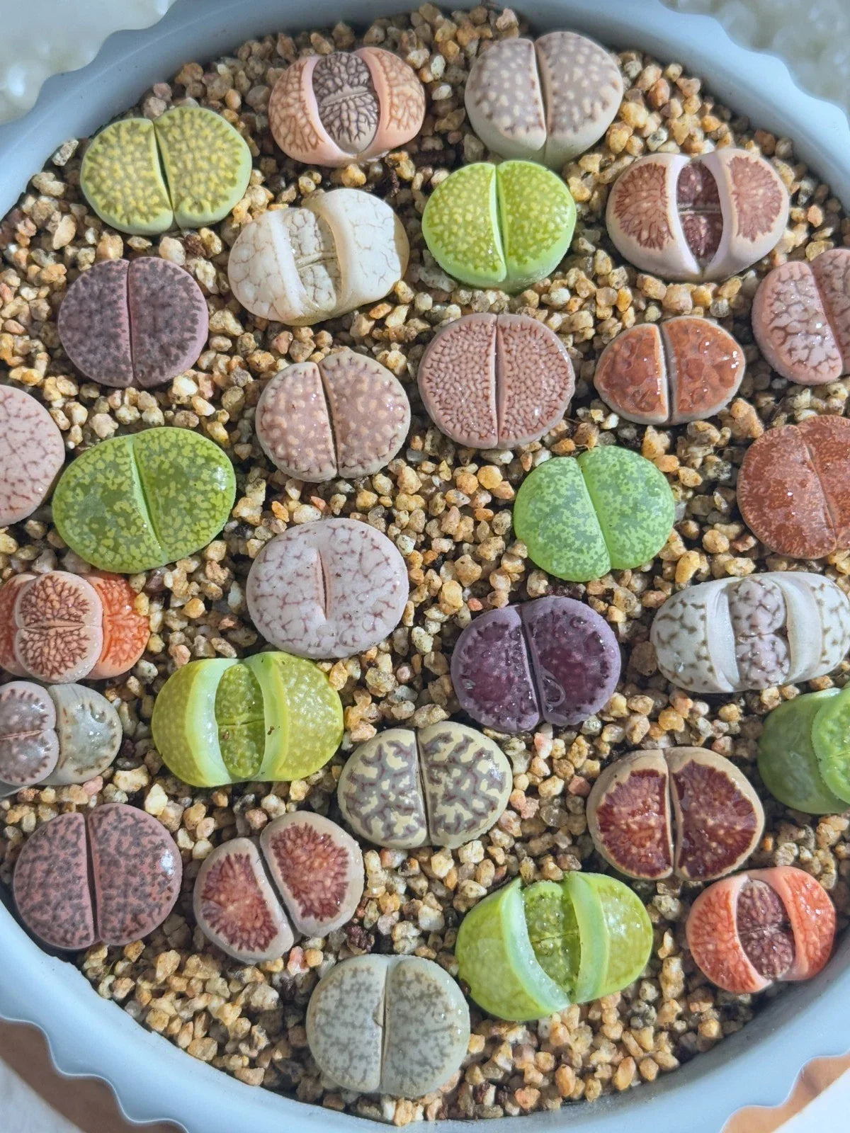 Live Lithops Succulents 10pc Assorted Bare Root Living Stones for Wedding Favors and Home Decor