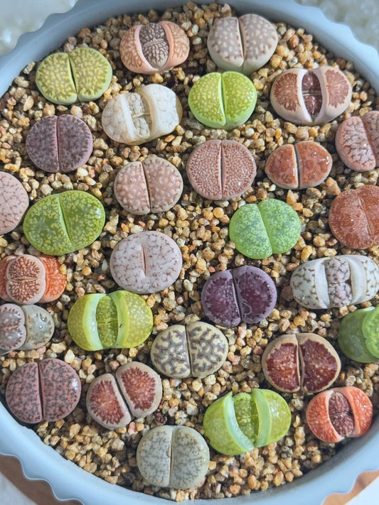 Live Lithops Succulents 10pc Assorted Bare Root Living Stones for Wedding Favors and Home Decor