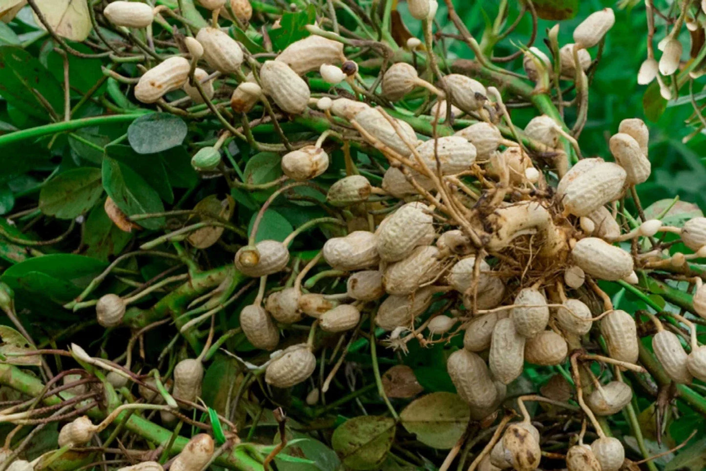 Virginia Jumbo Peanut Seeds - Non-GMO, Unshelled, Peanut Butter Variety, Arachis hypogaea, for Home Garden, Full Sun