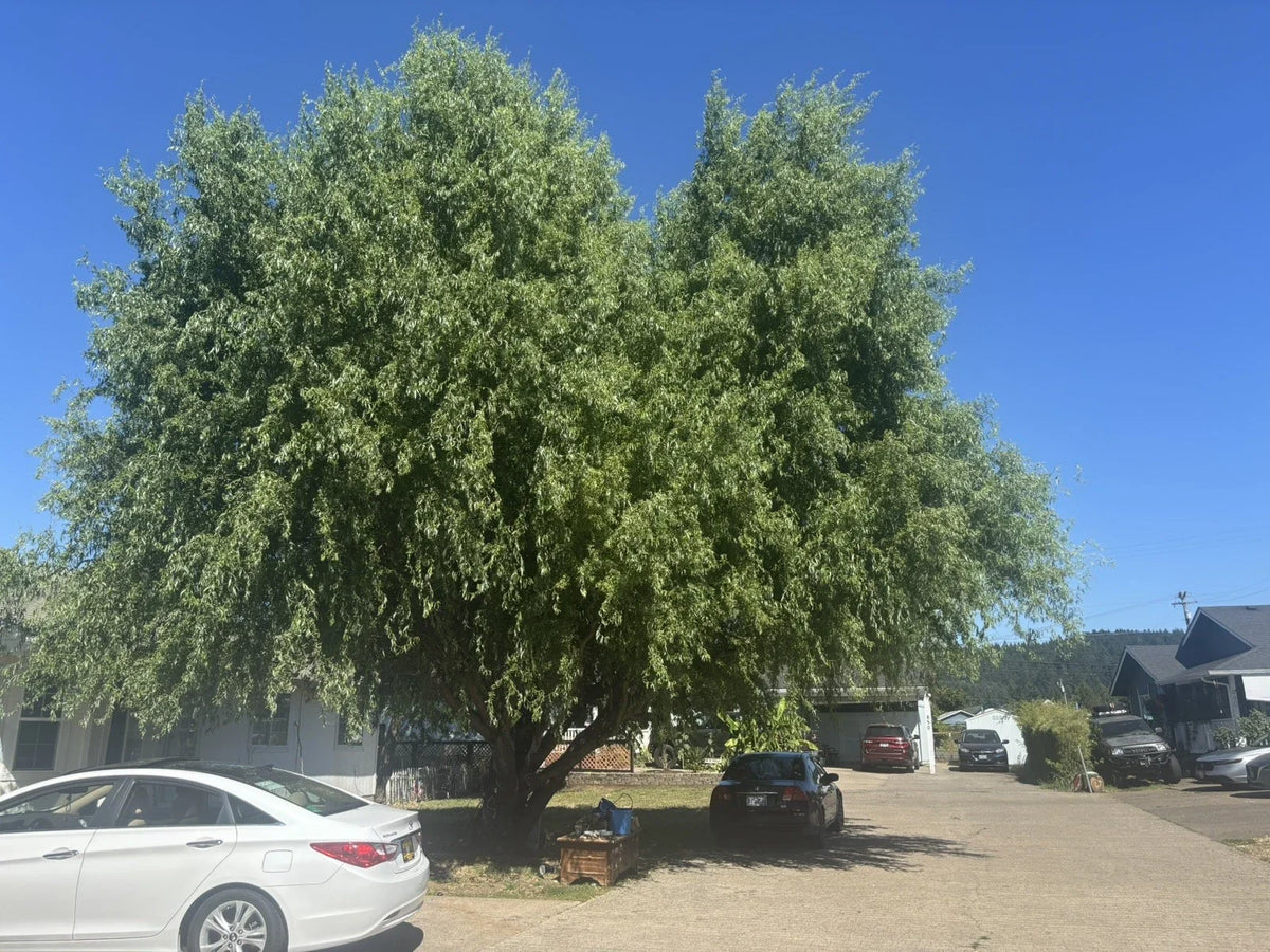Corkscrew Willow Tree Cuttings - 10 Distinctive Curling Leaves and Branches - Salix babylonica 'Tortuosa'