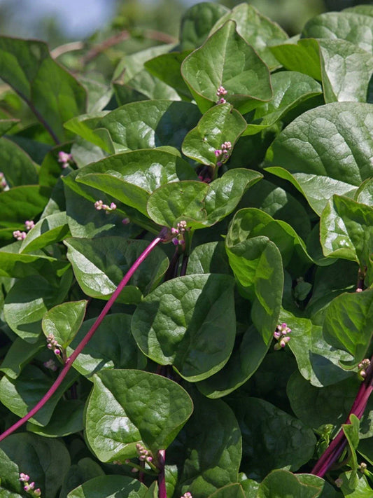 Malabar Red Stem Spinach Seeds, Non-GMO, Red Vine Spinach, Ceylon, Leafy Green, Climbing Vine, Organic Gardening