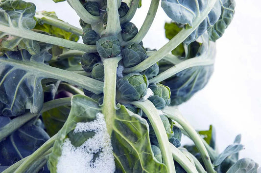 Hestia Brussels Sprouts Seeds - 500+ Non-GMO Brassica oleracea var. gemmifera for Vegetable Garden, Container Growing, Full Sun